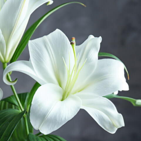 お彼岸の花の選び方は？タブーはある？供え方・ギフトのマナーも解説