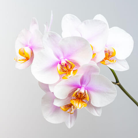 お彼岸の花の選び方は？タブーはある？供え方・ギフトのマナーも解説